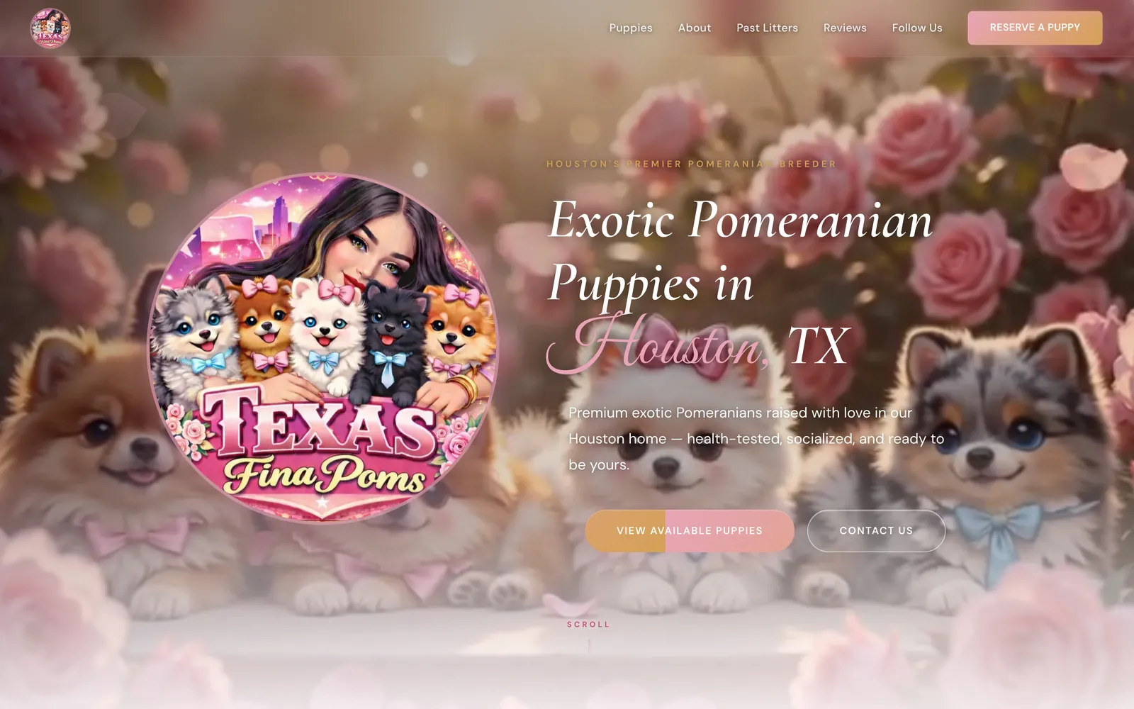 The Texas Fina Poms website homepage